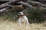 BOULEDOGUE AMERICAIN 085